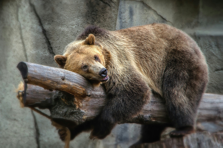 Low Angle View Of Grizzly Bear Resting On Tree At Cleveland Metroparks Zoo
