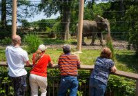 Observing Elephants At The Cleveland Zoo