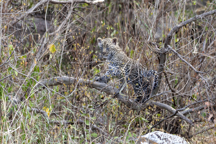 Baby animals captured during out Tanzanian safari adventure in Africa