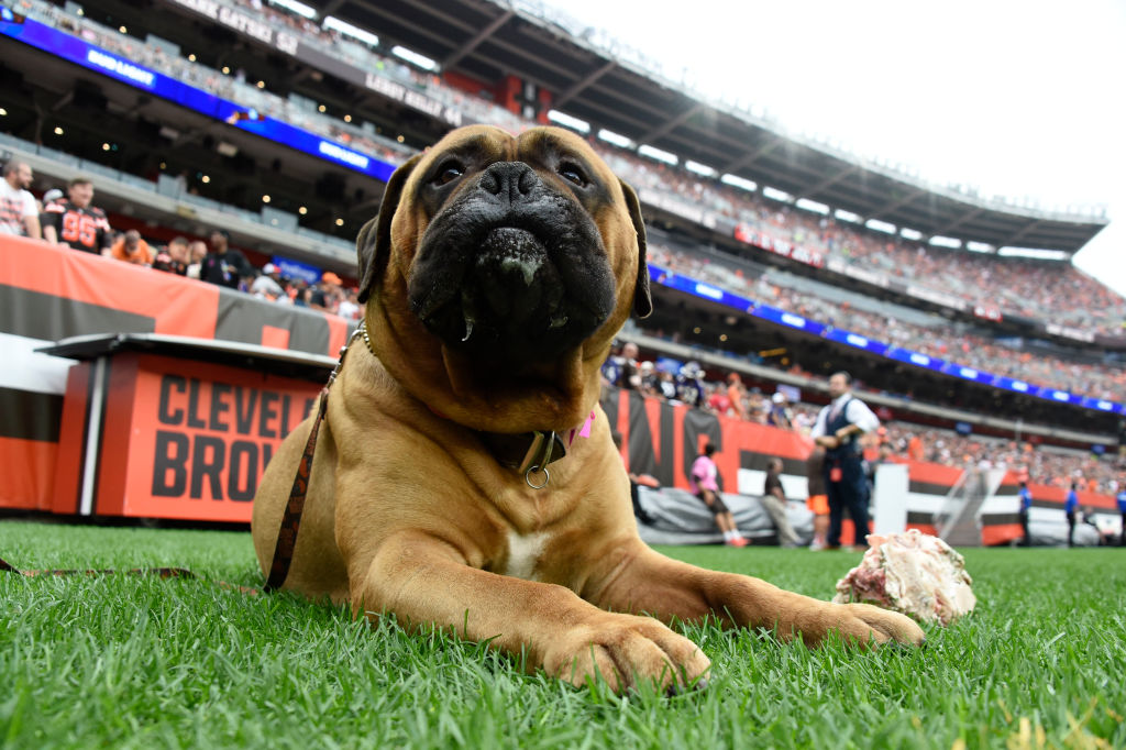 SPORTS Cleveland Browns Mascot Swagger Has Passed Away