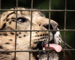 Close-Up Of A Large Cat Cat With Tongue Out Through Fence