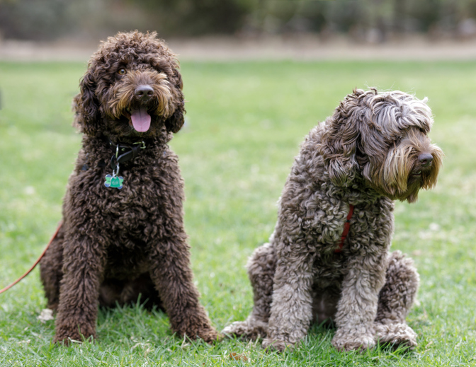 Chocolate Male And Cafe Female Labradoodles