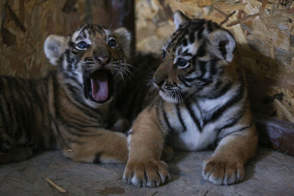Bengal tiger cubs in Istanbul's Lion Park