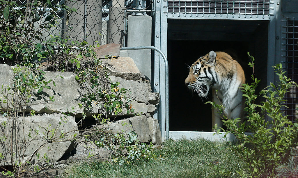 Face to face with a tiger, Cleveland Zoo opens new exhibit