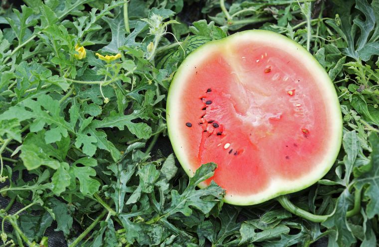 A juicy watermelon