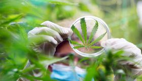 Scientist Examining Structure and Health of Taken Leaf Sample of Marijuana Plant