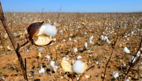 Ripe cotton (Gossypium) capsule in a field, Mato Grosso, Brazil