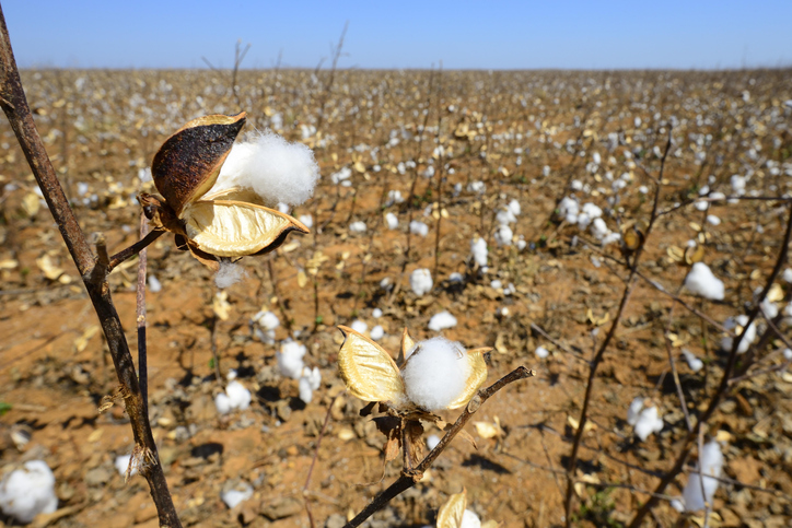 Ripe cotton (Gossypium) capsule in a field, Mato Grosso, Brazil