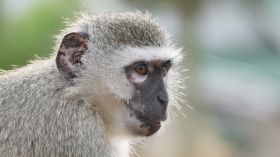 Close-Up Of A Monkey Looking Away