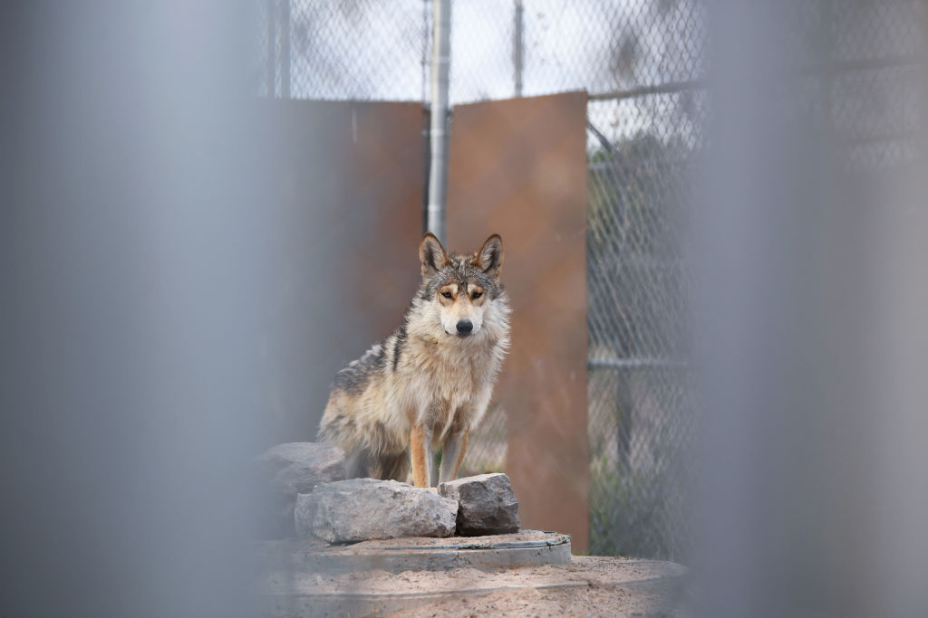 Mexican gray wolves - El Paso, TX