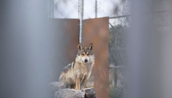 Mexican gray wolves - El Paso, TX
