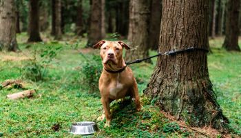 Dog tied to tree with its bowl of food or water next to it looking at camera