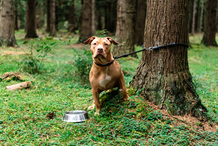 Dog tied to tree with its bowl of food or water next to it looking at camera
