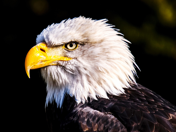 Close-Up Of Eagle