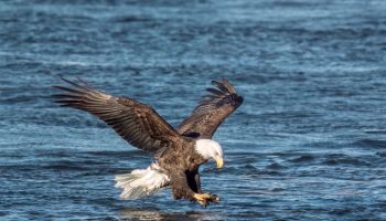 American Bald Eagle locked in on a fish