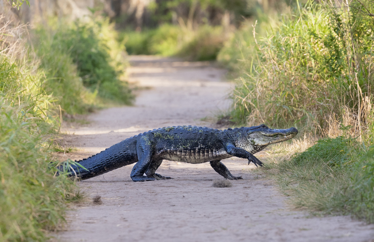 Large Alligator with Leg Up Walking Across Path with an Expression that Looks Like a Smile