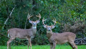 White-tailed Deer locking antlers in yard in Oakwood Village, Ohio. Deer, Cleveland.