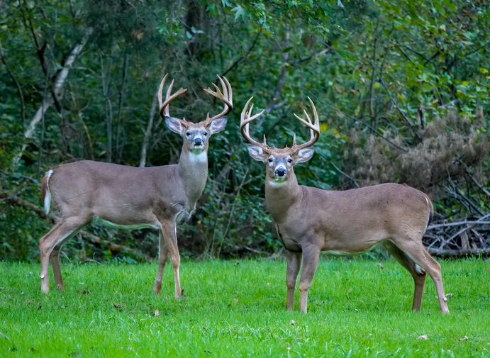 White-tailed Deer locking antlers in yard in Oakwood Village, Ohio. Deer, Cleveland.
