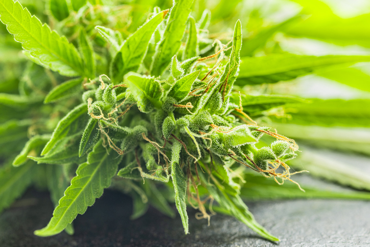 Marijuana buds. Cannabis plant on black table.