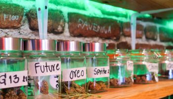 Extreme close up of Jars of Weed Cannabis Marijuana buds in a row in boutique shop in Pattaya Thailand