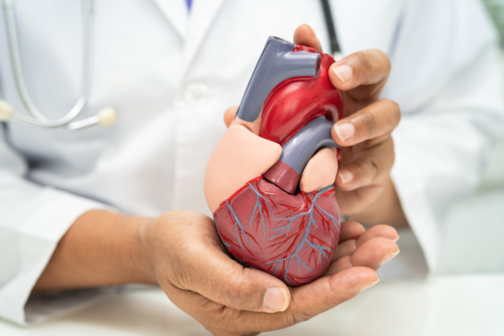 Cardiovascular disease CVD, Asian doctor holding human anatomy model for learn and treat heart disease.