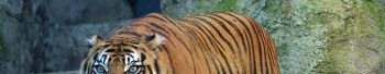 Kala, The New Sumatran Tiger Cub, Is Presented At The Bioparco In Rome