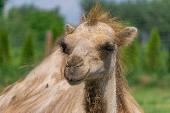 portrait of a wild animal brown camel from the front.