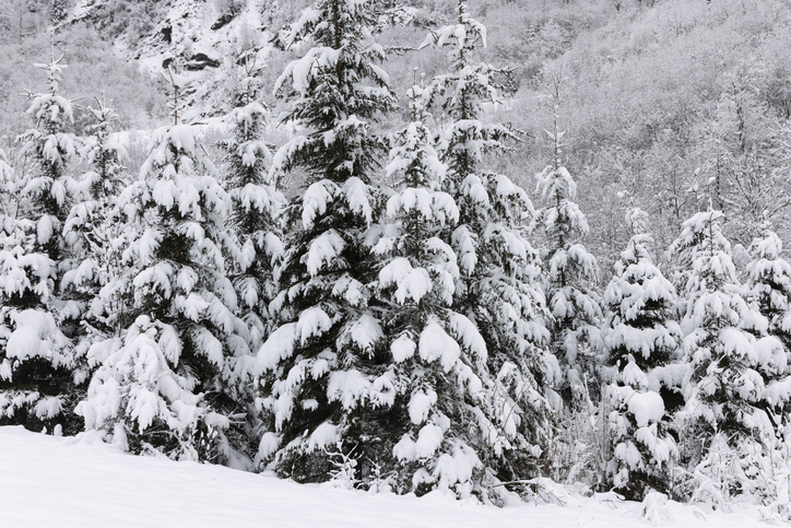 Landscape covered in snow with trees. Winter, snowfall, mountains